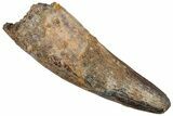Fossil Spinosaurus Tooth - Real Dinosaur Tooth #227250-1
